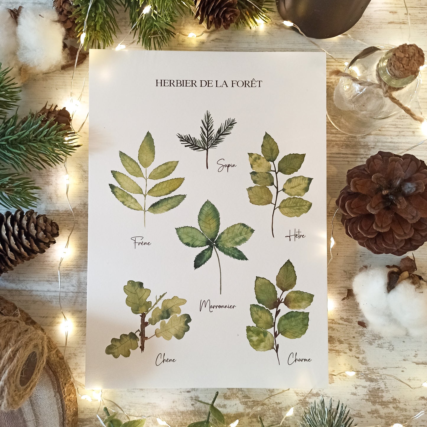 Affiche A5 - Herbier de la forêt